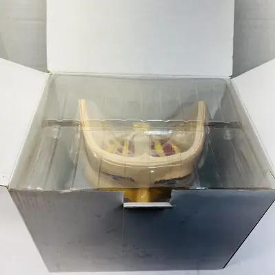 AMGEN Horizon Therapeutics Anatomical Eye Orbit Medical Educational Model - Thumbnail 2